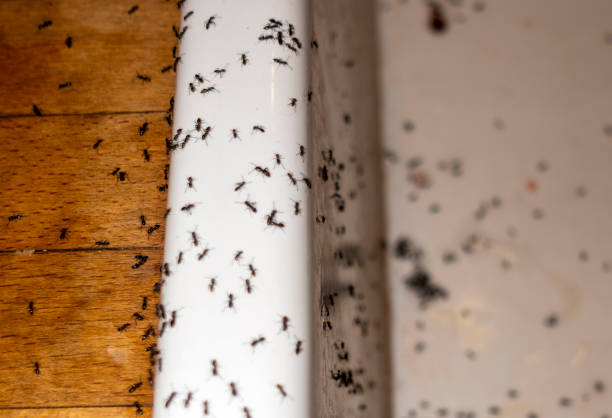 Best Cockroach Control Services  in Utica, NY